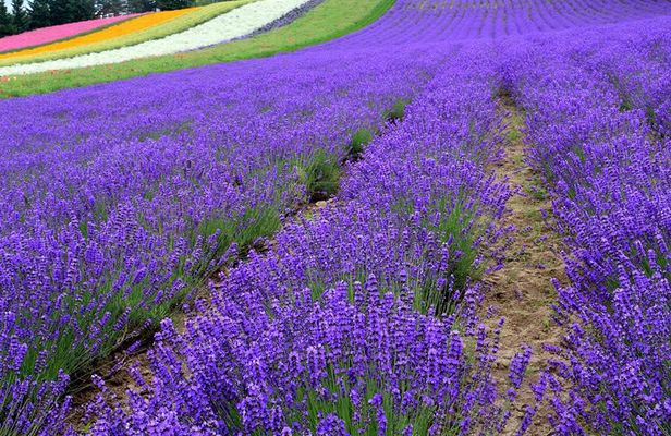 Hokkaido Furano Lavender Farm and Blue Pond Day Trip from Sapporo
