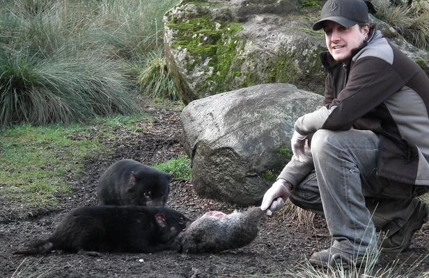 After Dark Tasmanian Devil Feeding Tour at Cradle Mountain