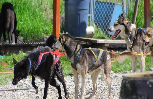 Skagway Shore Excursion: Yukon Dog Sledding and Sightseeing Tour