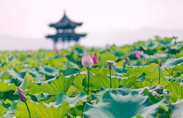 All-Inclusive Classic Private Hangzhou Day Trip from Shanghai by Bullet Train