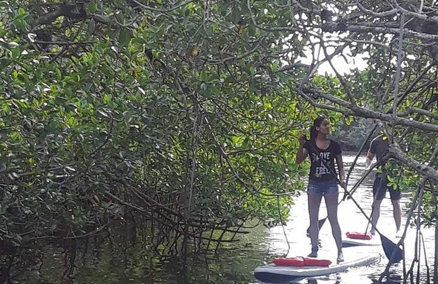 Naples Fl, Paddleboard Mangrove Forest Tour