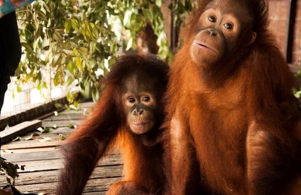 Orang Utan Island and Perak Tong Cave Temple Day Tour from Kuala Lumpur 