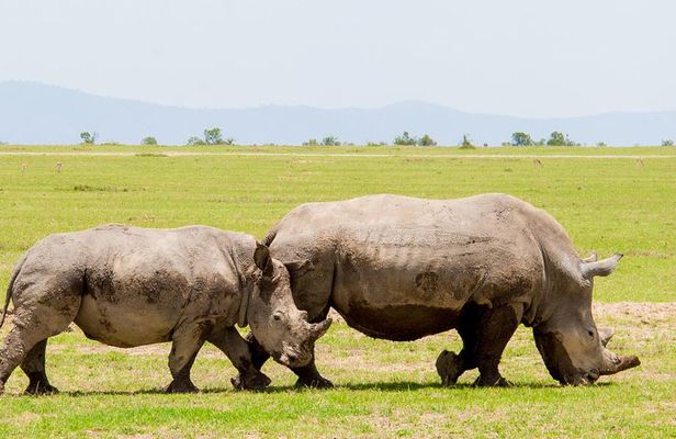 2-Day Ol Pejeta Conservancy Safari