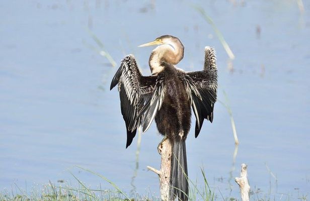 Negombo Lagoon Boat Safari From Negombo
