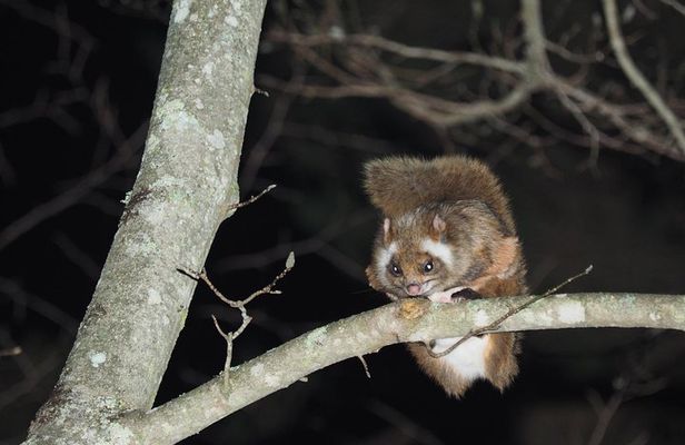 Wild Japanese Flying Squirrel Watching Tour in Nagano