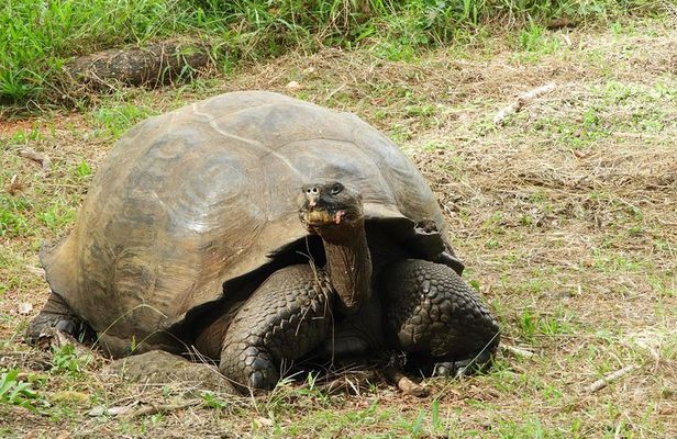 4-Day Galapagos Classic Tour: Santa Cruz, Bartolome or Seymour