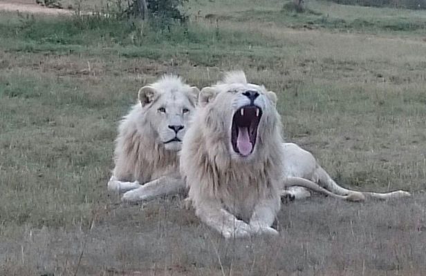 Full-Day Pilanesberg National Park from Johannesburg and Pretoria