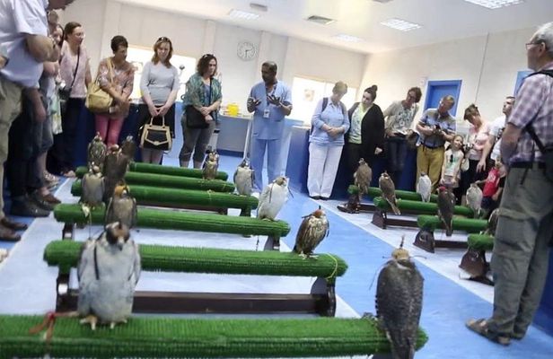 Falcon Tour Abu Dhabi With Hotel Pickup And Drop Off