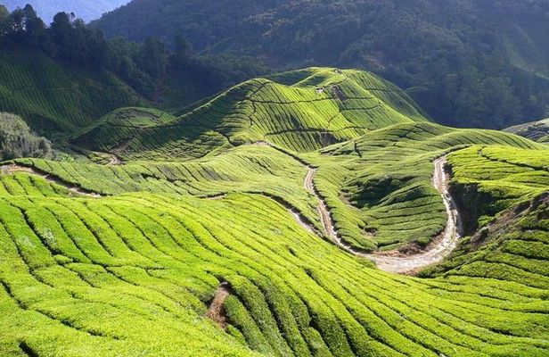 Cameron Highlands Tour from Kuala Lumpur
