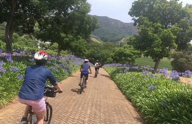 Constantia Hidden Gem Cycle Full Day - Private Tour