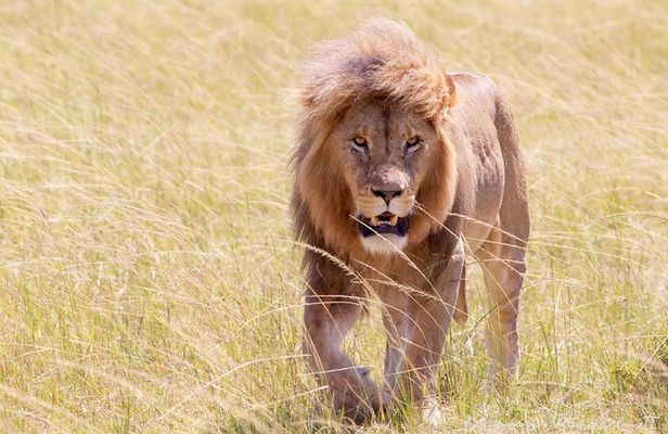 3 Days Maasai mara Private safari