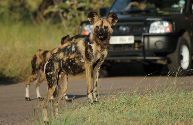 Full Day Safari in the Kruger National Park from Hazyview