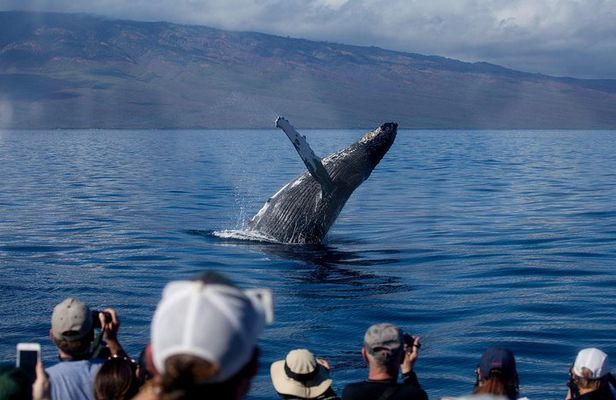 Whale Watching from Lahaina Harbor