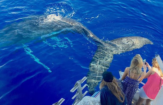 Maui Whale Watch & Snorkel from Ma'alaea Harbor Pride of Maui