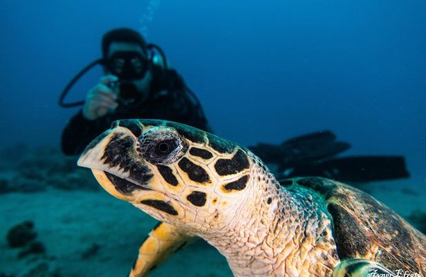 Introduction diving at Coral Reef with Instructor - 40 minutes