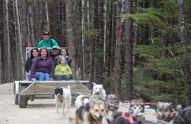 Sled Dog Adventure in Skagway
