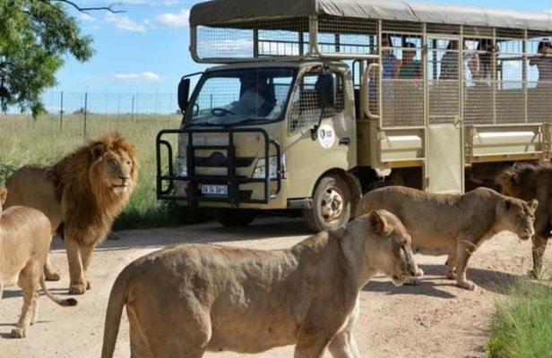 Pilanesberg Nature Reserve & Safari Park Lion Private