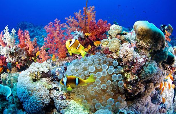 Full Day Marsa Mubarak Snorkeling Sea Trip & Lunch With Transfer – Marsa Alam