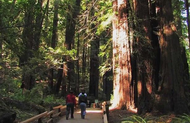 Muir Woods and Sausalito Morning Tour Small-Group Half Day