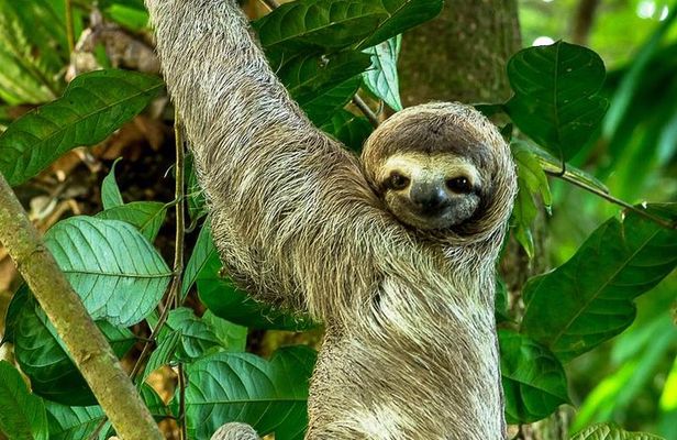 Manuel Antonio Park Nature Guided Tour with a Nature Specialist