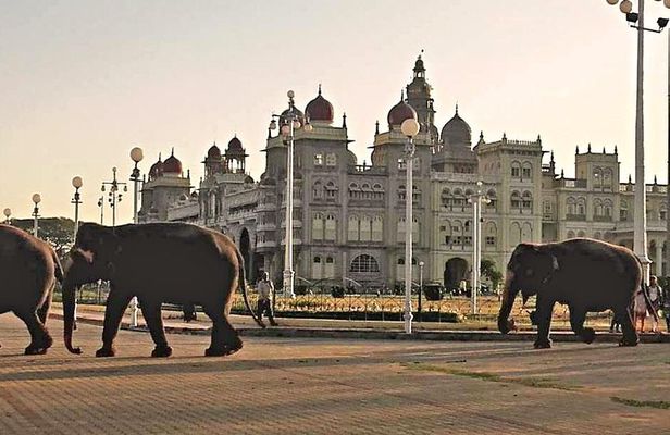 Best of Mysore/Mysuru, Somnathpur & Srirangapatna in a Day