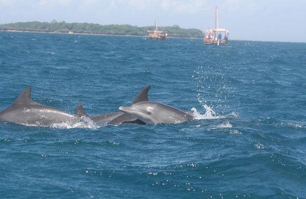 Wasini Dolphin Day Trip