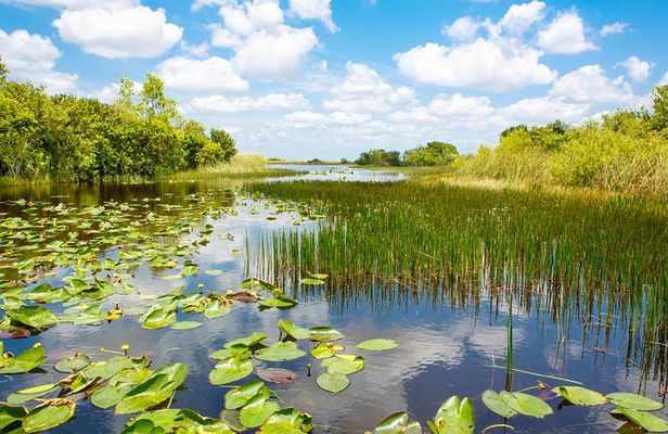 Everglades Airboat Adventure with Hotel Transport from Miami