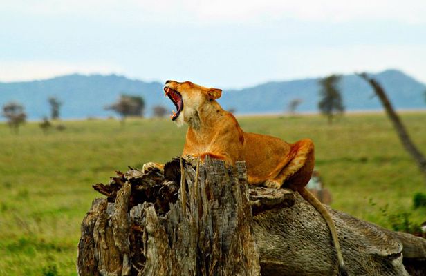 4 Day Joined Group Safari Ngorongoro, Manyara,Tarangire and Arusha National Park