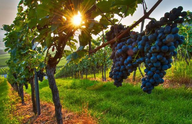 Premium Private Wine Tour with Summit Toast & Cellar Experience