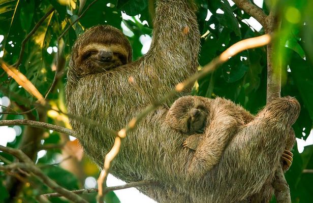 Mangrove Boat Tour Damas Island, Manuel Antonio
