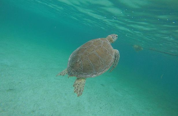 Private Tour: Akumal Marine Turtle Snorkeling from Cozumel