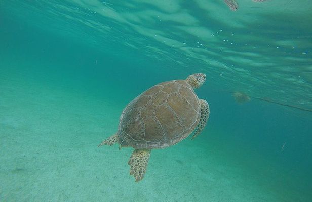 Private Tour: Akumal Marine Turtle Snorkeling and Cenote Adventure