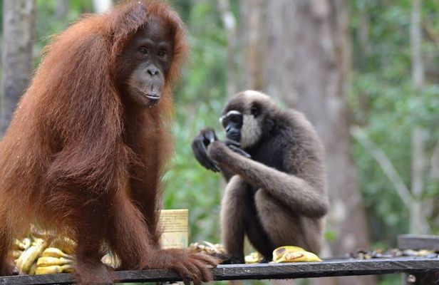 Orangutan Tanjung Puting Honeymoon CoupleTour