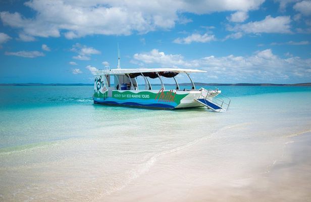 Turtle Discovery & Great Sandy Marine Park Adventure