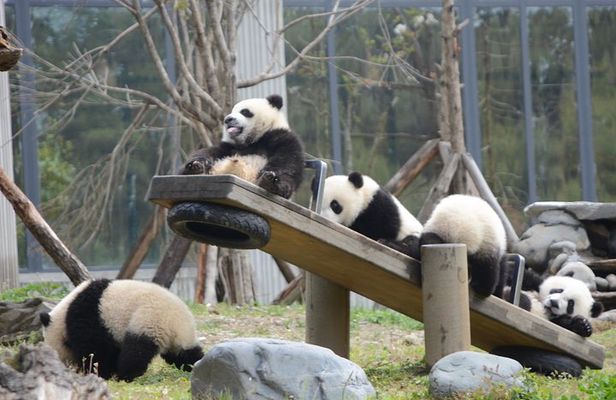 Wolong Panda Base Private Day Tour Optional Volunteering
