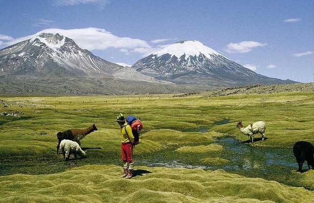 Arica: Full day to Lauca National Park and Chungara Lake, meals included