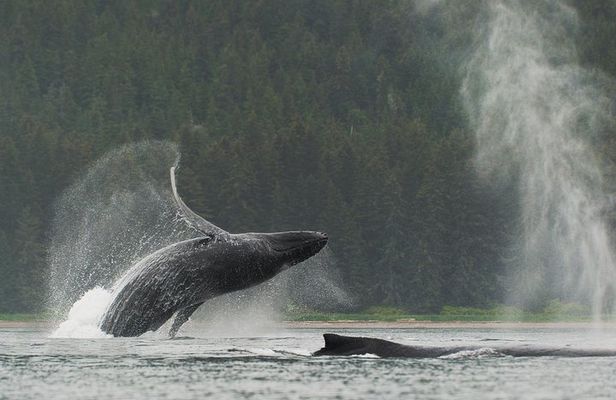 Juneau Shore Excursion: Paddle with Whales Kayak Adventure