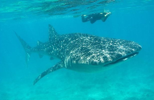 Whale Shark and Snorkeling Adventure from Isla Holbox