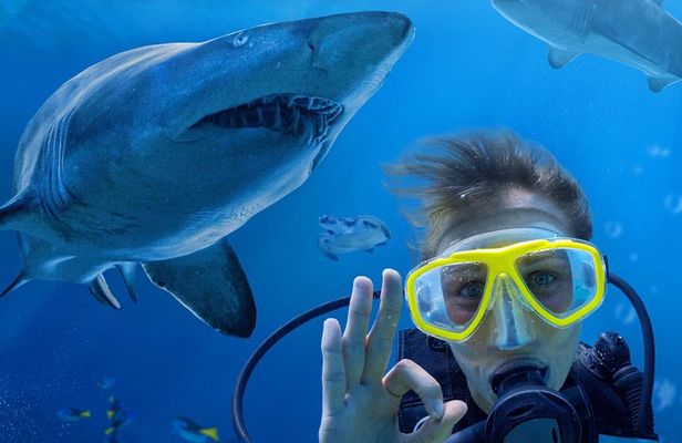 Shark Dive Xtreme at SEA LIFE Sydney Aquarium