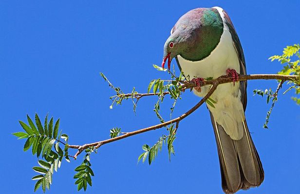 Solo Traveller Full Day Wine Gourmet and Scenic Delights Tour from Blenheim