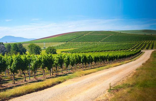 Full Day Tamar Valley Wine Tour