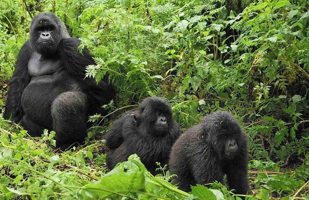 Gorilla tracking | Uganda | 3 days