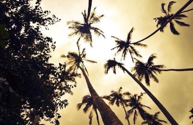 Zanzibar Aromatic Spice Farms Tour