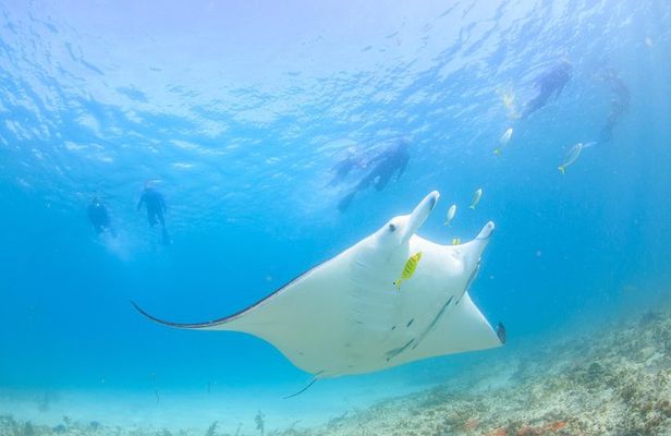 Marine Eco Safari - Swim with Manta Rays