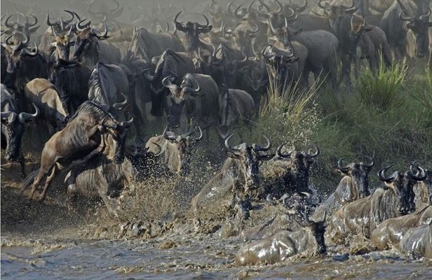 The Utmost Serengeti Wildebeest Migration and Big Five
