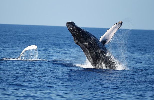 Waikiki Whale Watching Cruise with Snack & Hula Entertainment