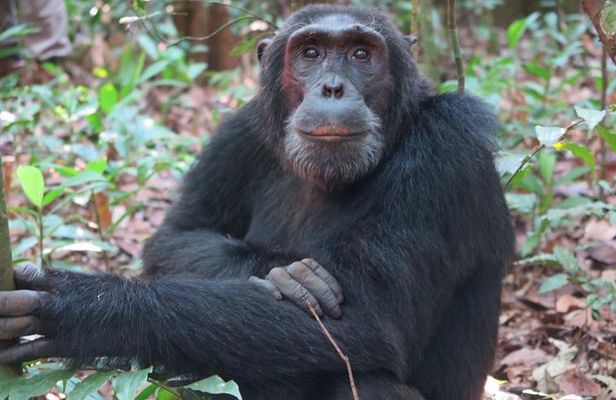 2 Days Chimpazee Safari In kibale Forest Park Uganda.