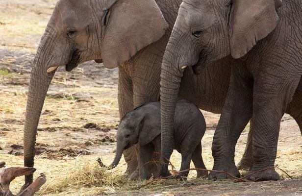 Day Trip to an Elephant Conservation and Care Center near Agra