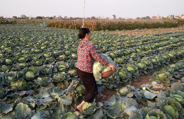 Farm tour & Home cooking class with local family in Hanoi