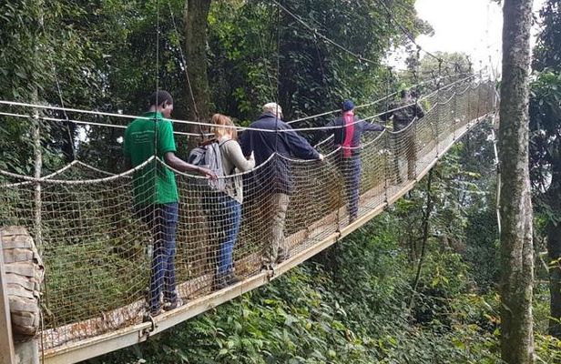 Three-day Nyungwe Canopy and Kivu Lake Adventure